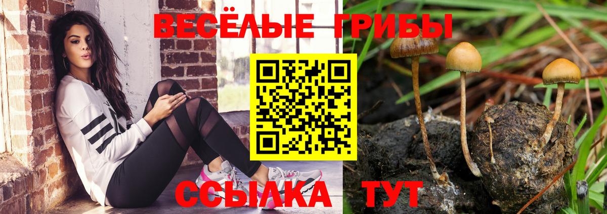 Псилоцибиновые грибы Psilocybe Тара